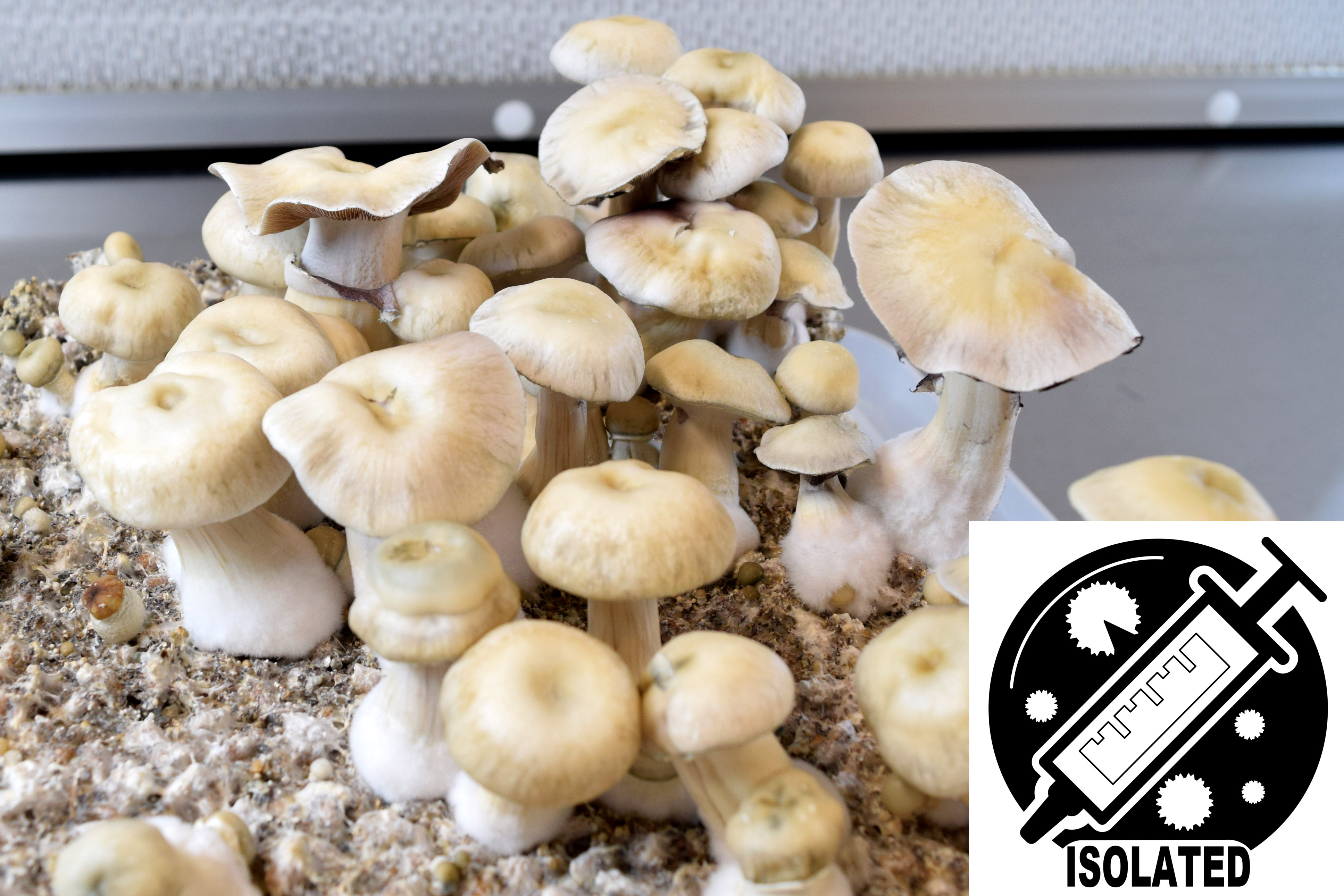 MONTHLY FEATURE: Psilocybe cubensis : Leucistic Treasure Coast Spore Isolate Syringe